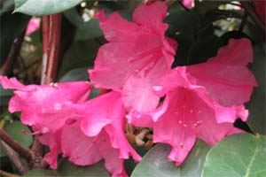 Rhododendron Williamsianum 'August Lamken'