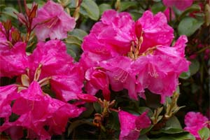 Rhododendron Williamsianum 'Gartendirektor Glocker'