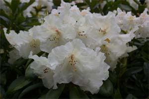 Rhododendron Williamsianum 'Gartendirektor Rieger'